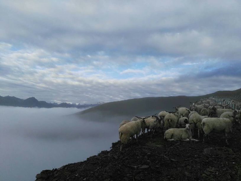 国】达瓦更扎看云海pg模拟器【大美中